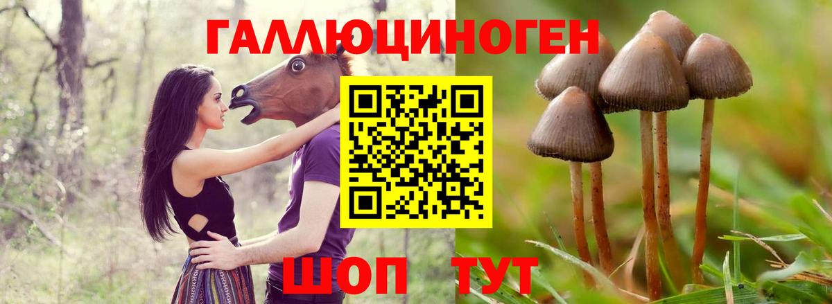 Псилоцибиновые грибы GOLDEN TEACHER  Вход с VPN  Набережные Челны 